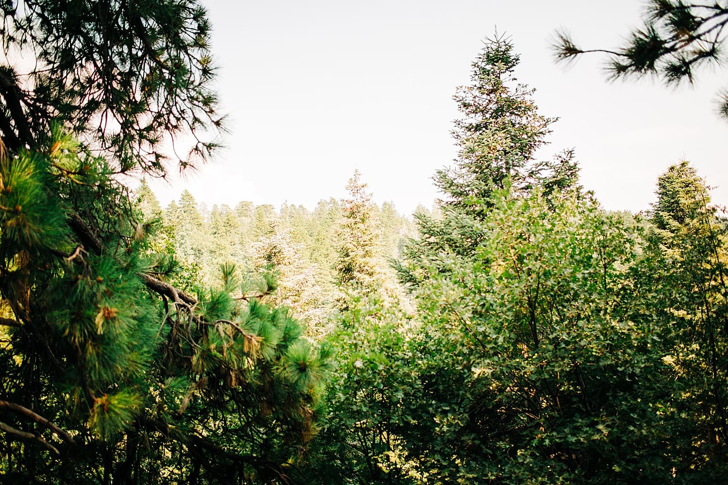 Lake-Arrowhead-elopement-Twin-peaks-micro-wedding-mountain-elopement-Big-Bear-Lake-Gregory-San-Bernardino-Mountains-Elopement-photographer