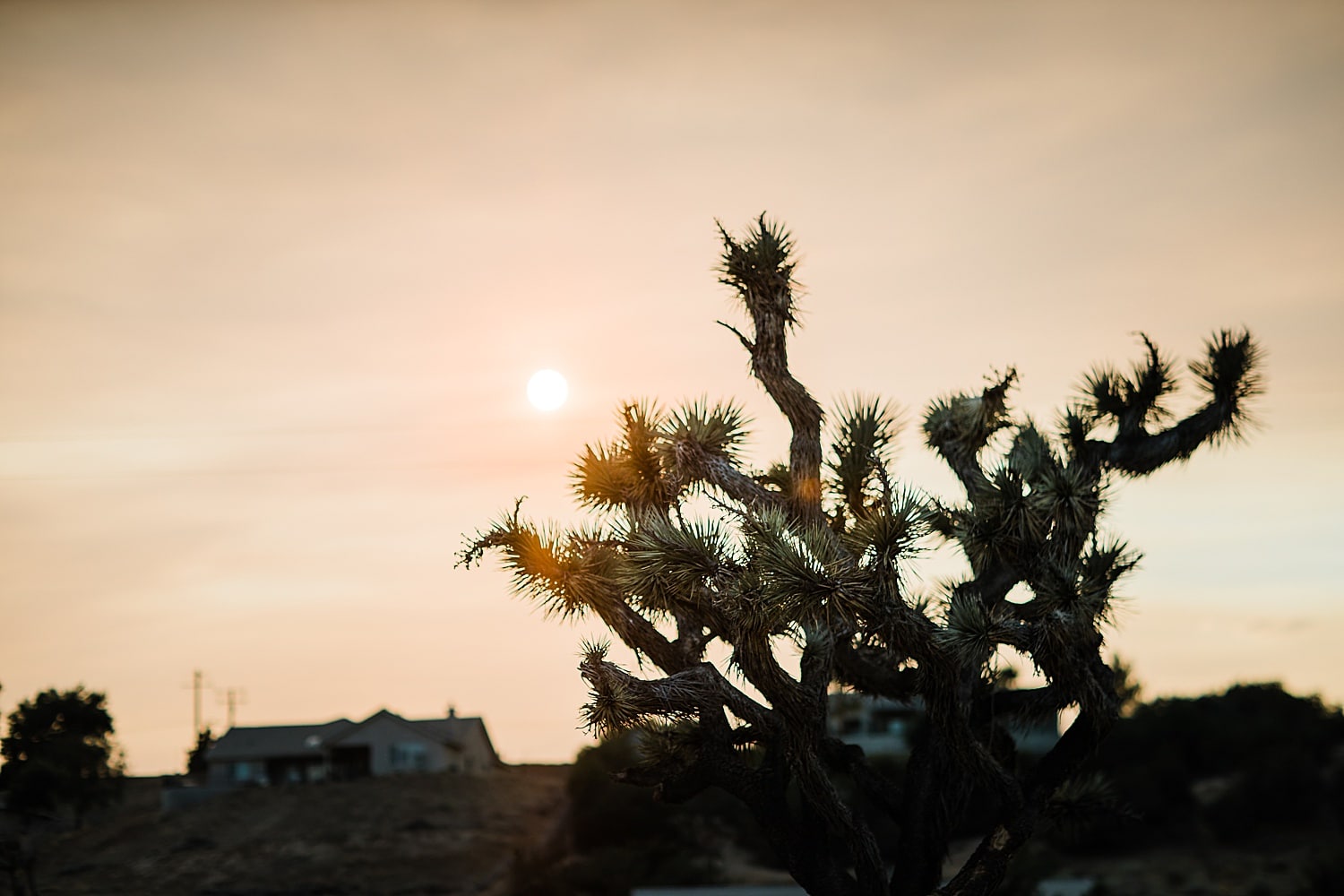 Hesperia-wedding-High-desert-joshua-tree-wedding