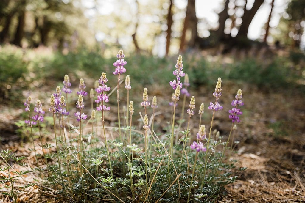 Idyllwild-wedding-elopement-mountain-wedding-pine-cove-southern-california-adventure-wedding-adventure-elopement