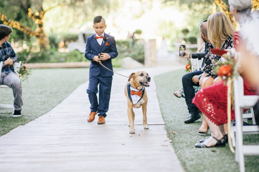 dog in suit walking up the aisle