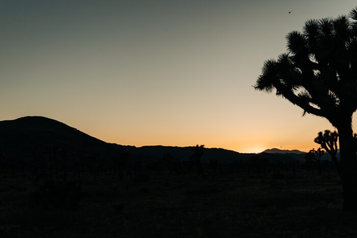 Joshua Tree